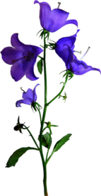 免扣风铃草元素图片