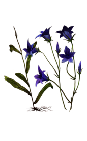 免扣风铃草元素图片