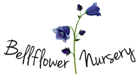 免扣风铃草元素图片