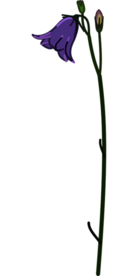 免扣风铃草元素图片