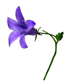 免扣风铃草元素图片