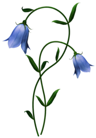 免扣风铃草元素图片