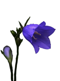 免扣风铃草元素图片