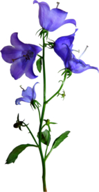 免扣风铃草元素图片