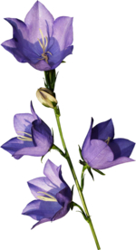 免扣风铃草元素图片