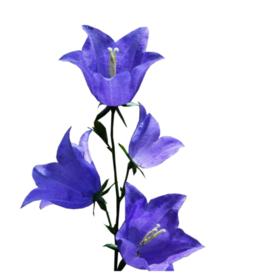 免扣风铃草元素图片