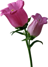 免扣风铃草元素图片