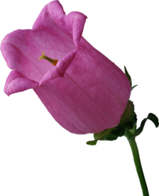 免扣风铃草元素图片