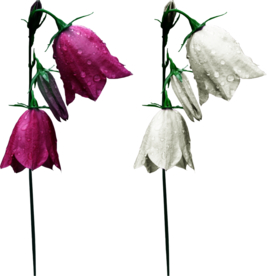 免扣风铃草元素图片