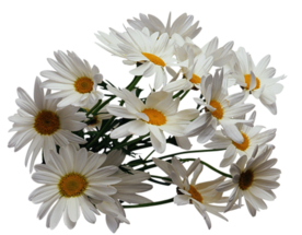洋甘菊免扣png图片