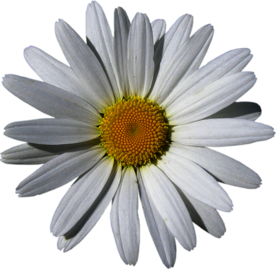 洋甘菊免扣png图片