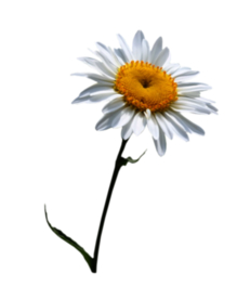 洋甘菊免扣png图片