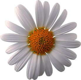 洋甘菊免扣png图片