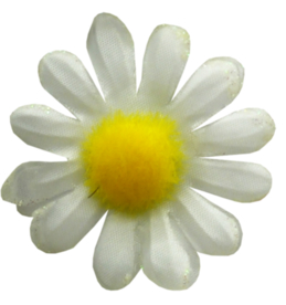 洋甘菊免扣png图片