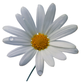 洋甘菊免扣png图片