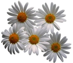 洋甘菊免扣png图片