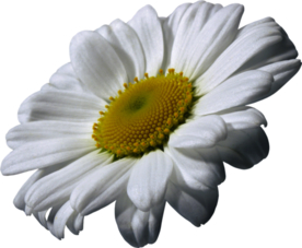 洋甘菊免扣png图片
