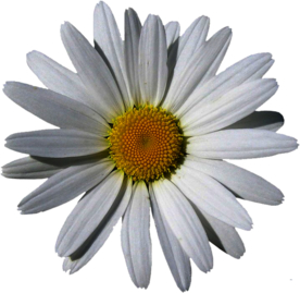 洋甘菊免扣png图片