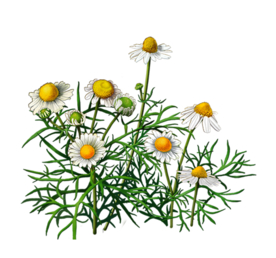 洋甘菊免扣png图片