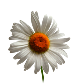 洋甘菊免扣png图片