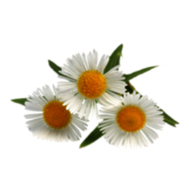 洋甘菊免扣png图片