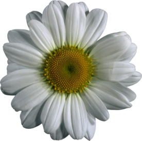 洋甘菊免扣png图片