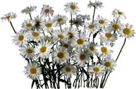 洋甘菊免扣png图片