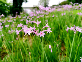 花卉