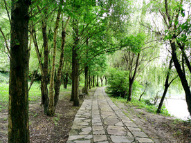 林间小路