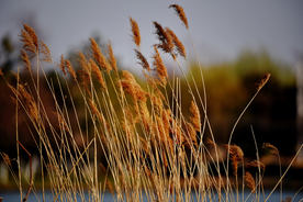 秋天芦苇高清摄影