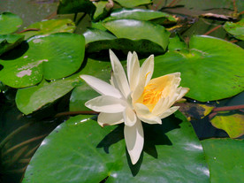 睡莲