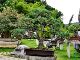 盆景