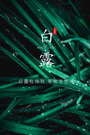 白露  二十四节气