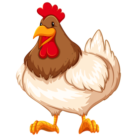 鸡