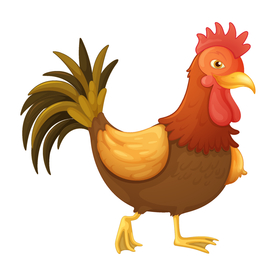 公鸡
