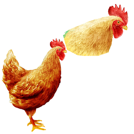 公鸡