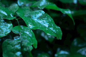 雨后树叶