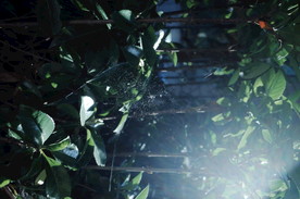 阳光下的蜘蛛网