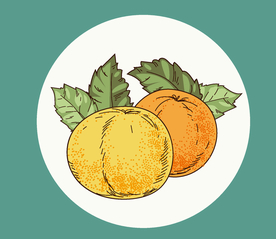 手绘橙子
