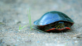 陆地上的爬行乌龟