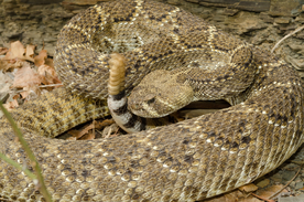 自然生物蛇类摄影