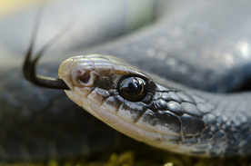 自然生物蛇类摄影