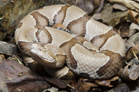 自然生物蛇类摄影