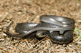 自然生物蛇类摄影