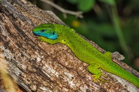 自然生物蛇类摄影