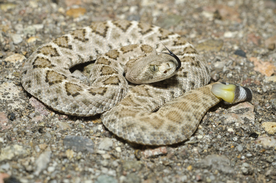 自然生物蛇类摄影