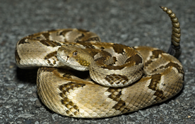 自然生物蛇类摄影