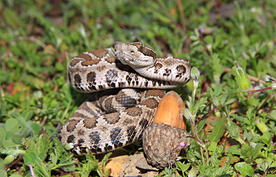 自然生物蛇类摄影