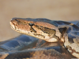 自然生物蛇类摄影