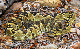 自然生物蛇类摄影